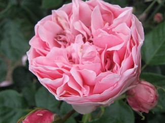 ギドゥブモーパッサン