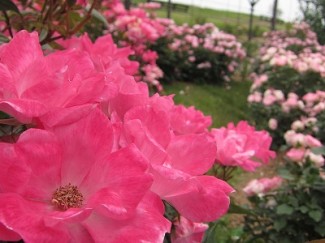 ピンクノックアウト