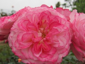 ブライダルオべーション