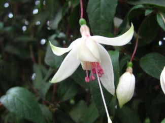 フクシア　ラ・カンパネラ