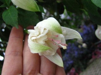 フクシアアナベル