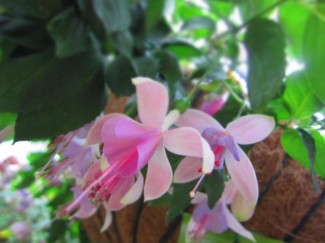 イヤリング　ピンクオパール