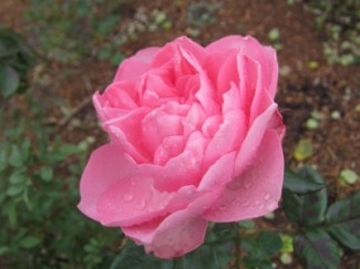 ギィ　ドゥ　モーパッサン