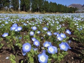 12993482_1677548819173078_5485269870967424078_n