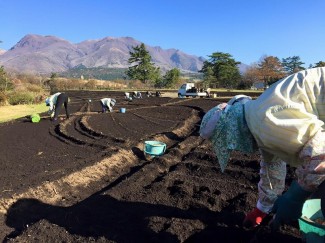 チューリップ１