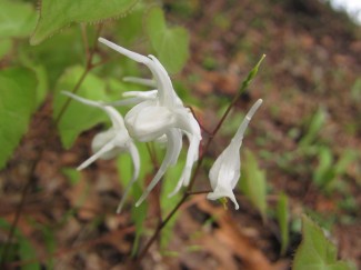 ヒメイカリソウ