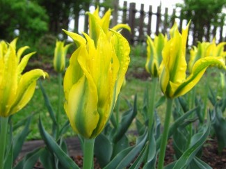 ダンシングショー