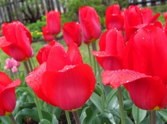 インペリアルレッド