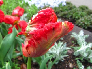 エキゾチックパーロット