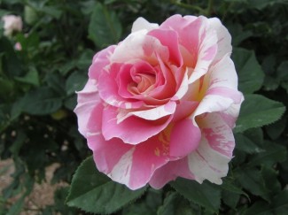 クロード・モネ