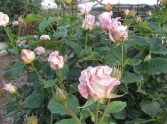 クロード・モネ　