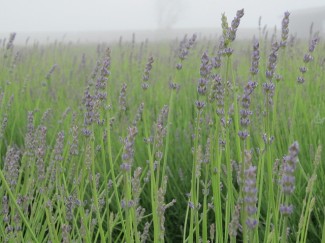 ラベンダー１