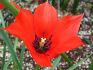 バタリー二レッドジェム