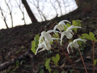 ヒメイカリソウ