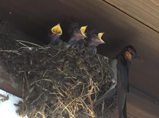 11694155_1585561518371809_1643640296941263501_n