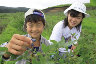 ブルーベリー摘み取り