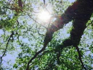 11140396_1586338451627449_6396491558668514483_n