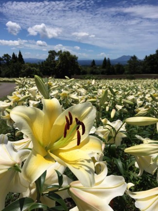 11225183_1601955303411134_9024472771712704355_n