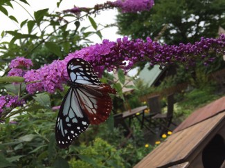 11539654_1588142014780426_1290168978326960143_n