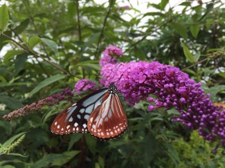 11659484_1588141638113797_8697614289828349159_n