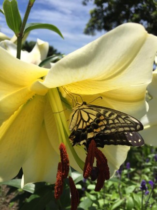 11745791_1601955843411080_155093385336682843_n