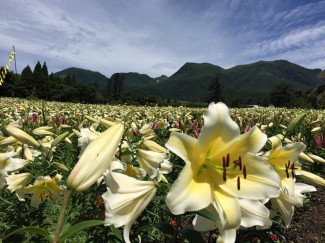 11750691_1593422430919051_3575996083736771106_n