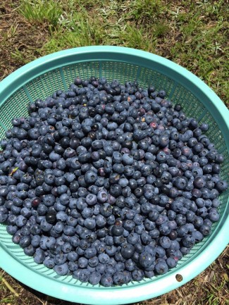 11755055_1590716914522936_5775433355299608622_n