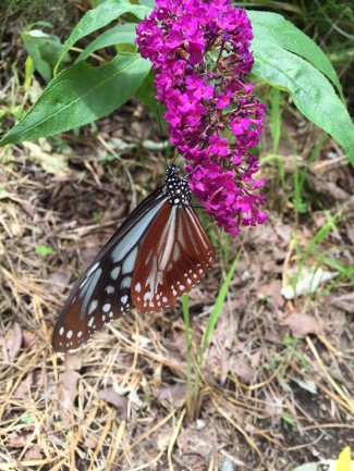 11760071_1591786277749333_4839909607471640330_n