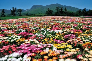 リビングストーンデージー　６