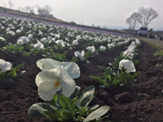 10177296_1661382330789727_6509496007420761711_n