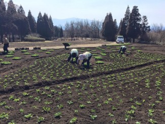 ＃植付け作業風景久住高原＃