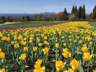 13001065_1677547035839923_4549139657311592374_n