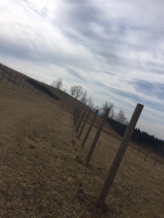 1451953_1664314940496466_3199313856584343394_n