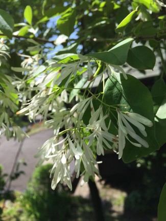 13177464_1688223298105630_4965940043495897505_n