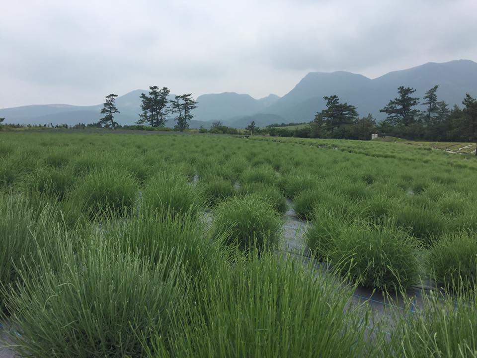 13319893_1693157740945519_5825114244571755124_n