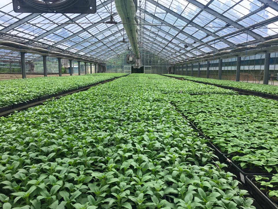 13393943_1697797447148215_2516322167740327075_n