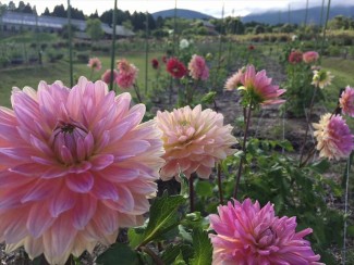 13606485_1707583339502959_4351471414269565839_n_R