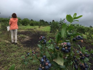 13615512_1707574572837169_625595082231747023_n