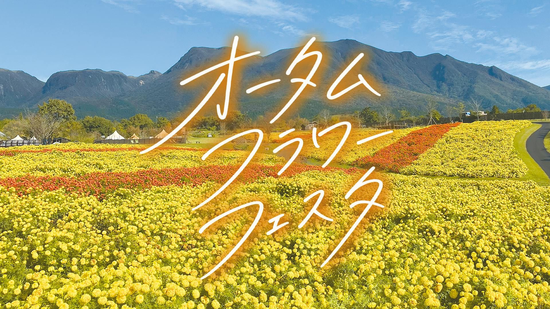 イベント「空とつながる天空の花畑 オータムフラワーフェスタ」の写真